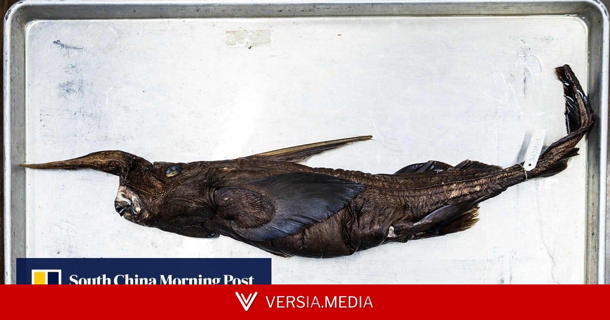 New ghost shark species may have been found in Costa Rica